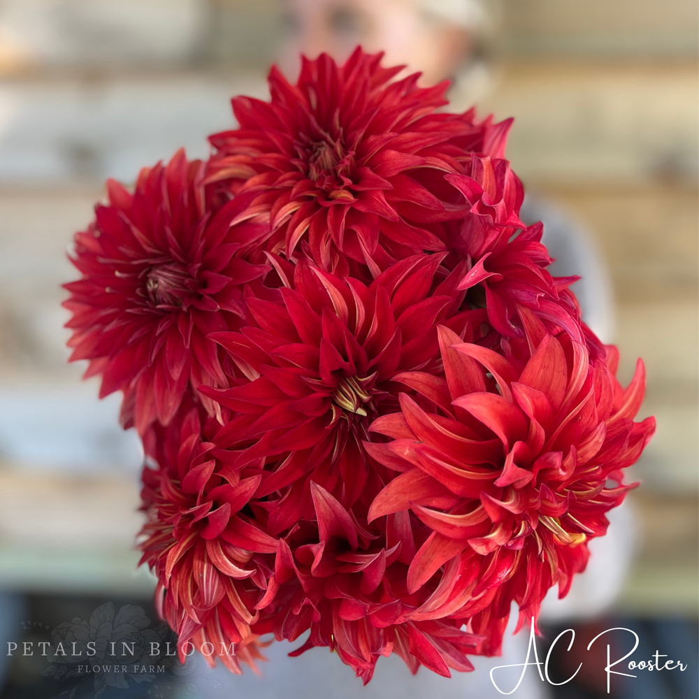 AC Rooster Dahlia Tuber
