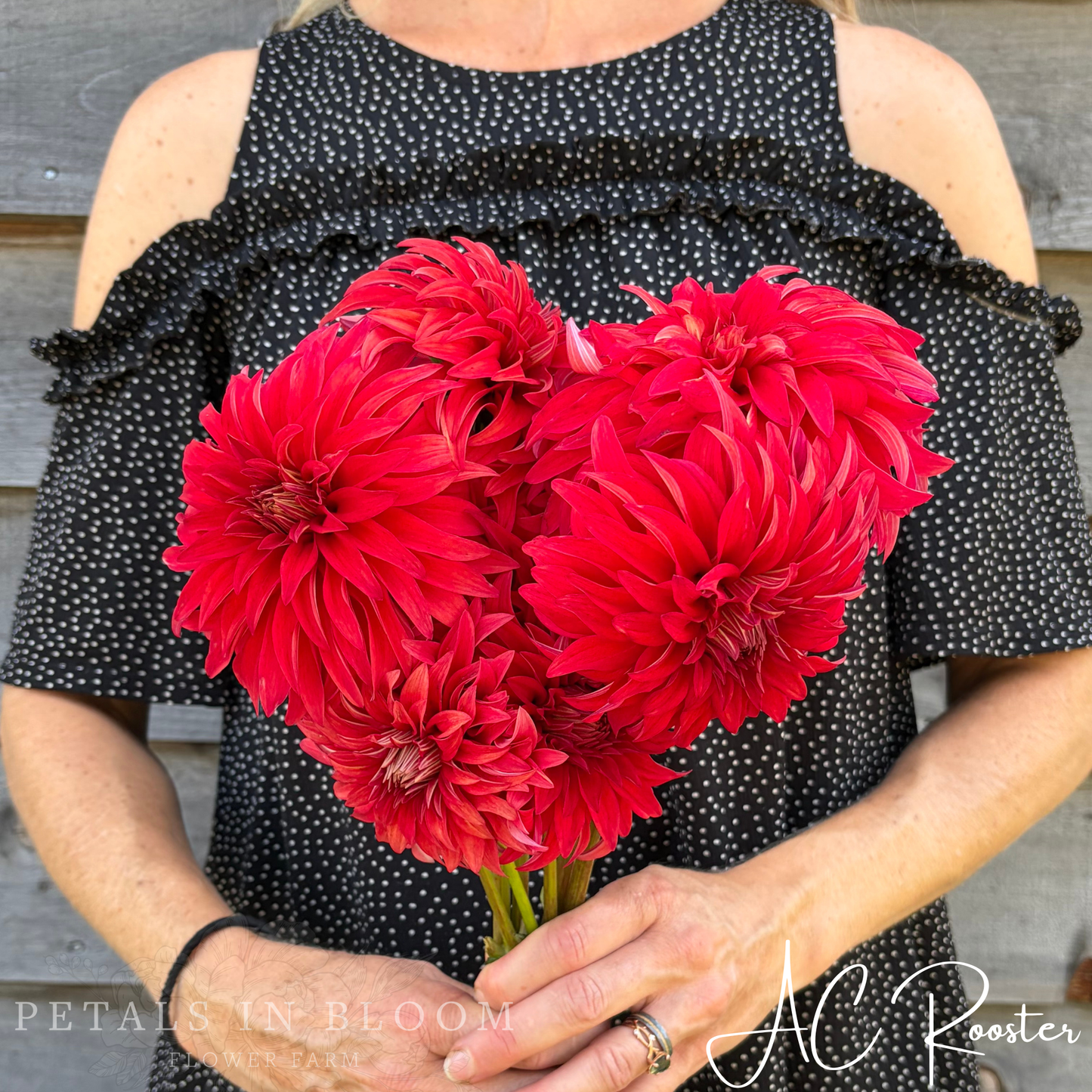 
                  
                    AC Rooster Dahlia Tuber
                  
                