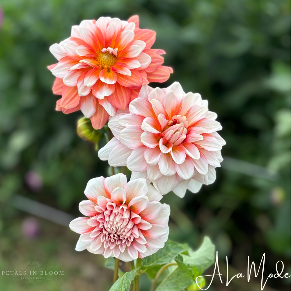 
                  
                    A La Mode Dahlia Tuber
                  
                