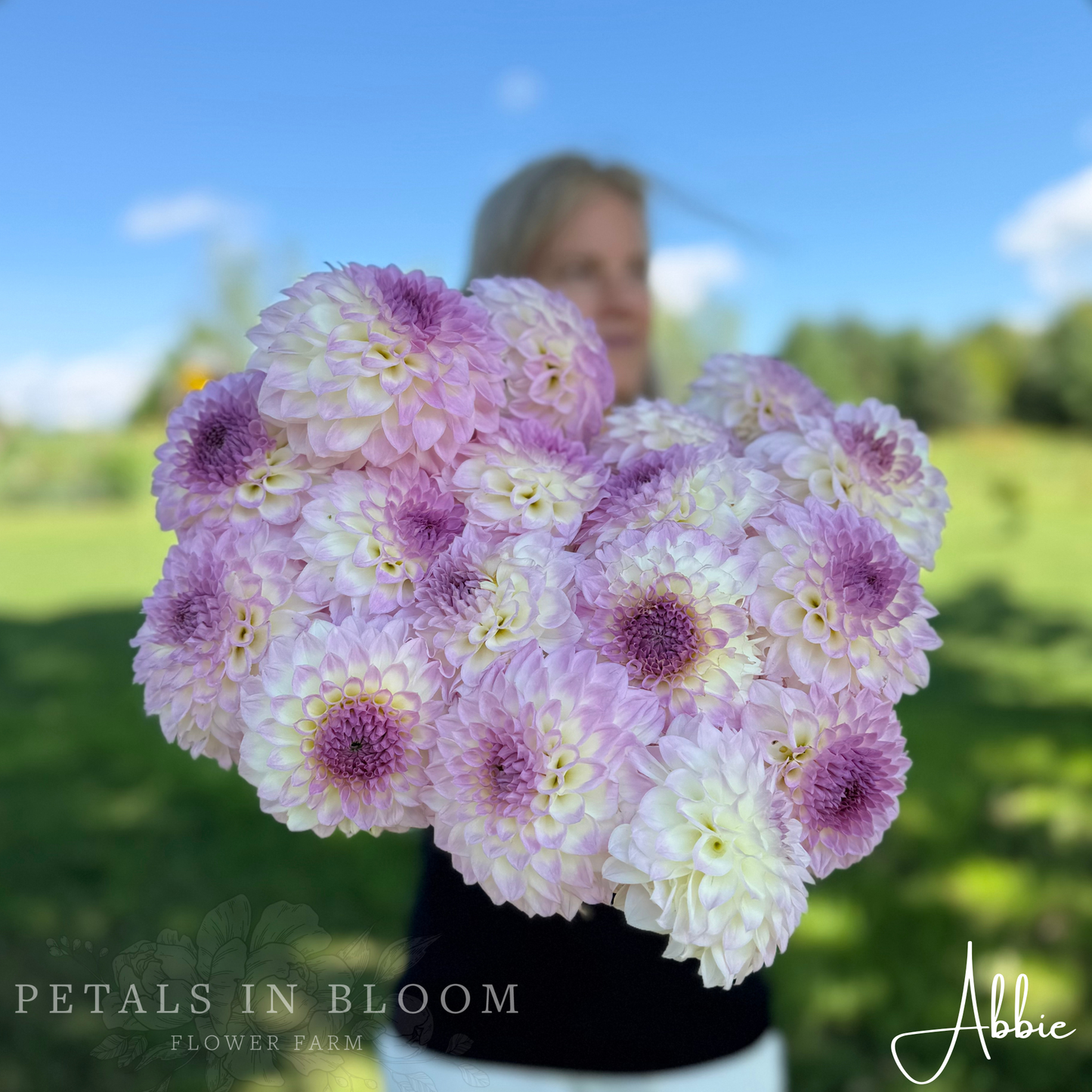 
                  
                    Abbie Dahlia Tuber
                  
                
