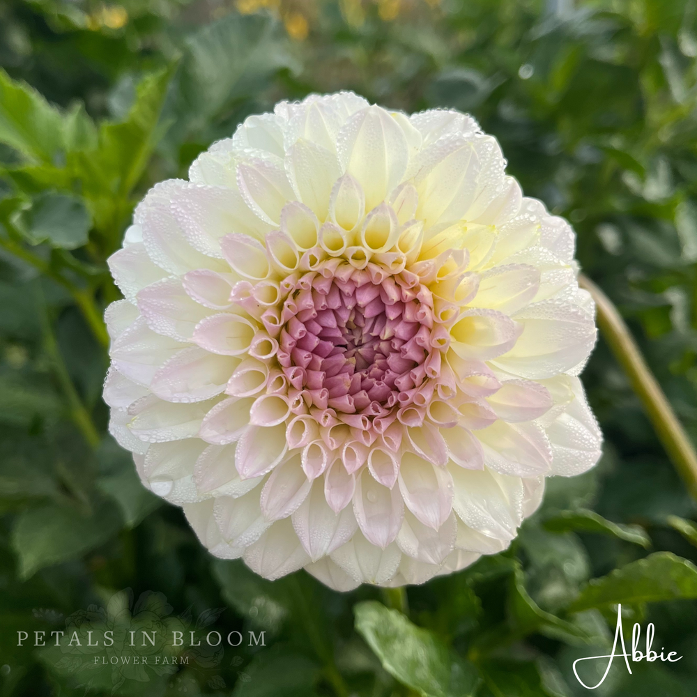 Abbie Dahlia Tuber