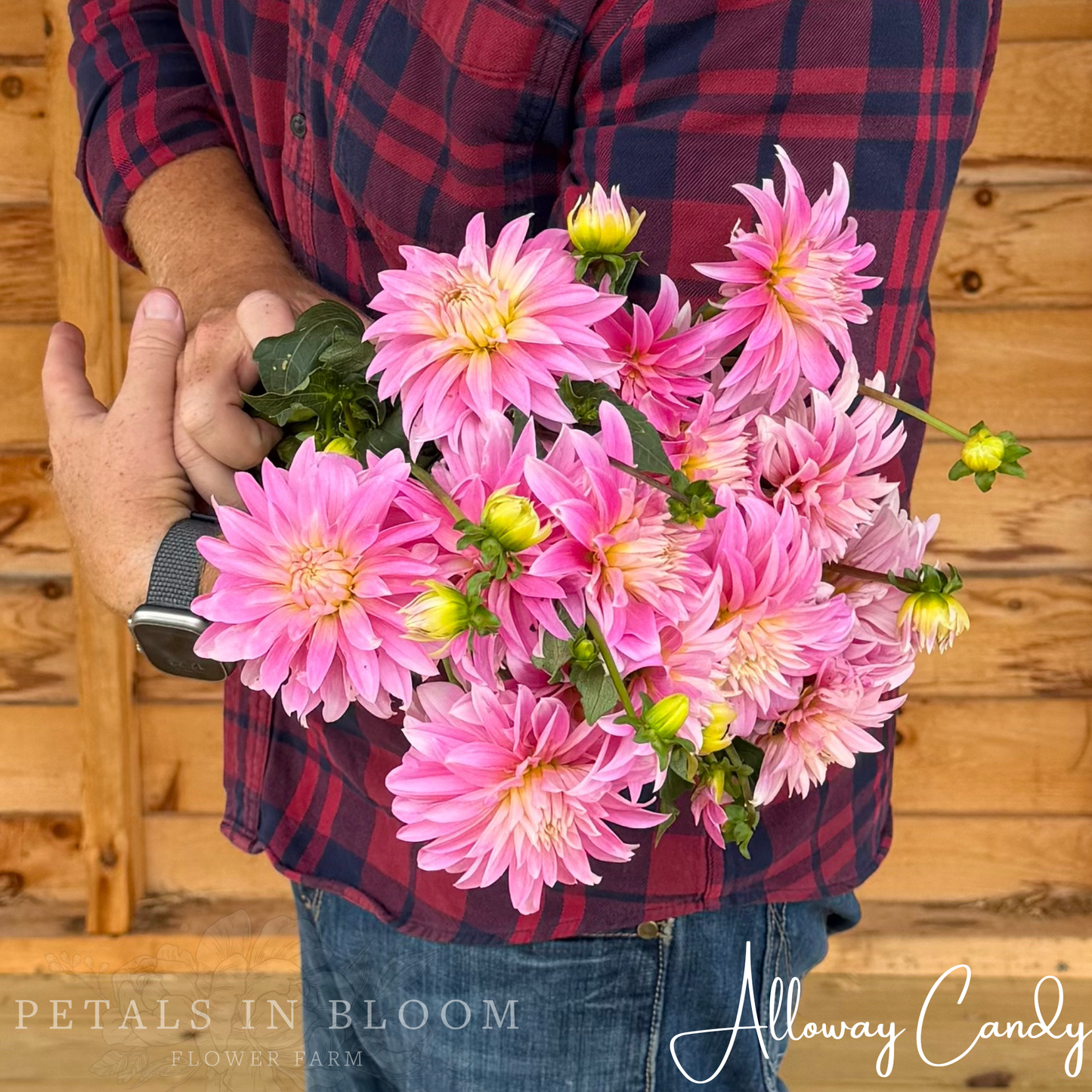 
                  
                    Alloway Candy Dahlia Tuber
                  
                