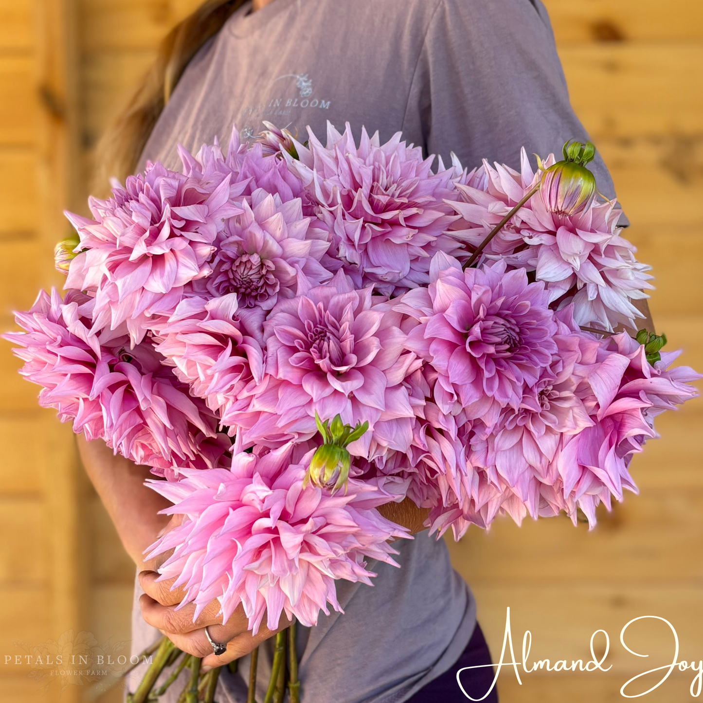 
                  
                    Almand Joy Dahlia Tubers
                  
                