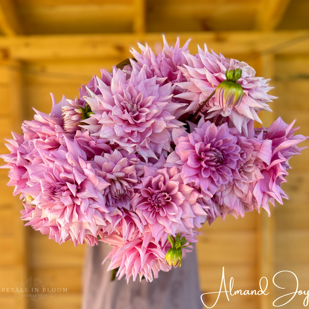 Almand Joy Dahlia Tubers