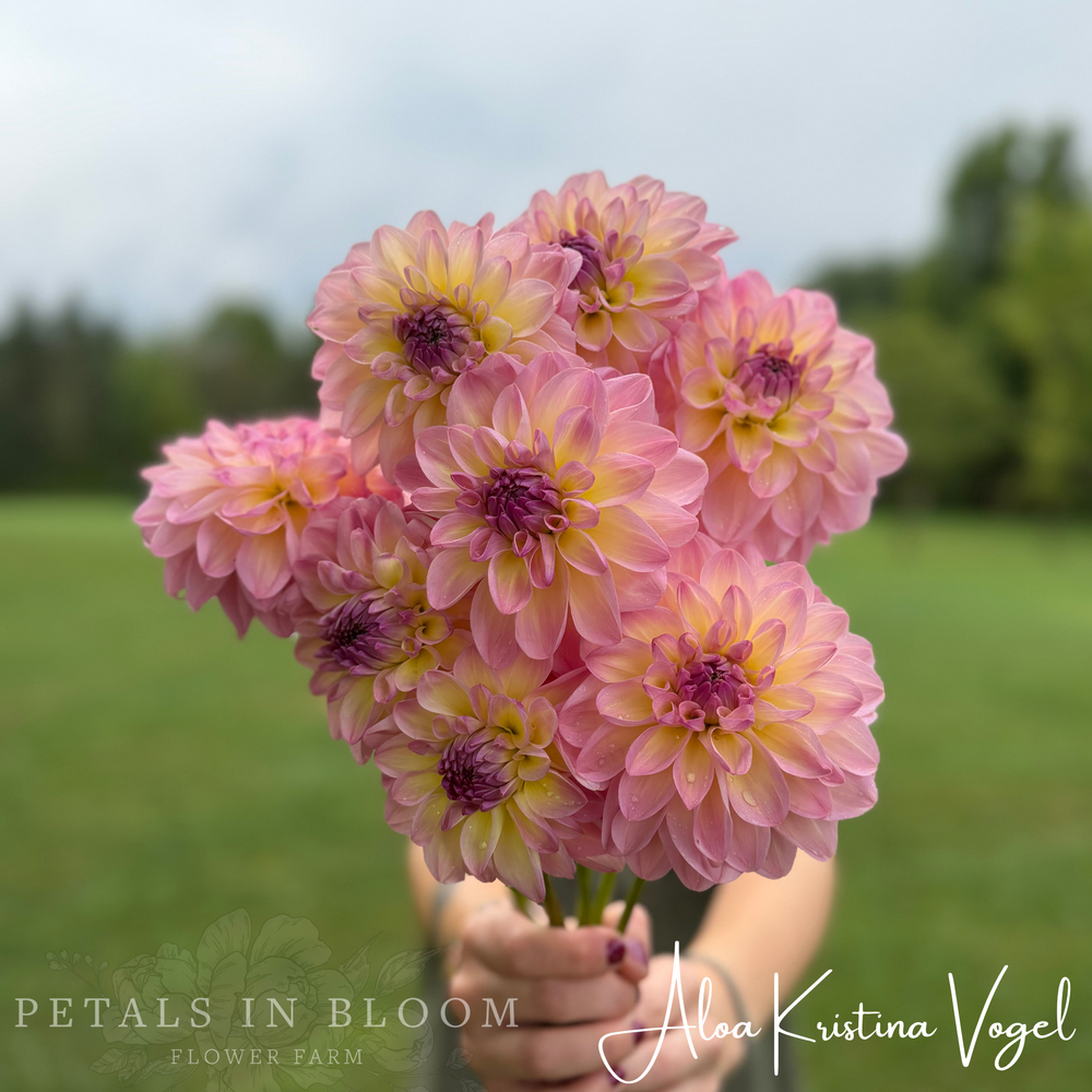 Aloa Kristina Vogel Dahlia Tuber – Petals In Bloom Flower Farm