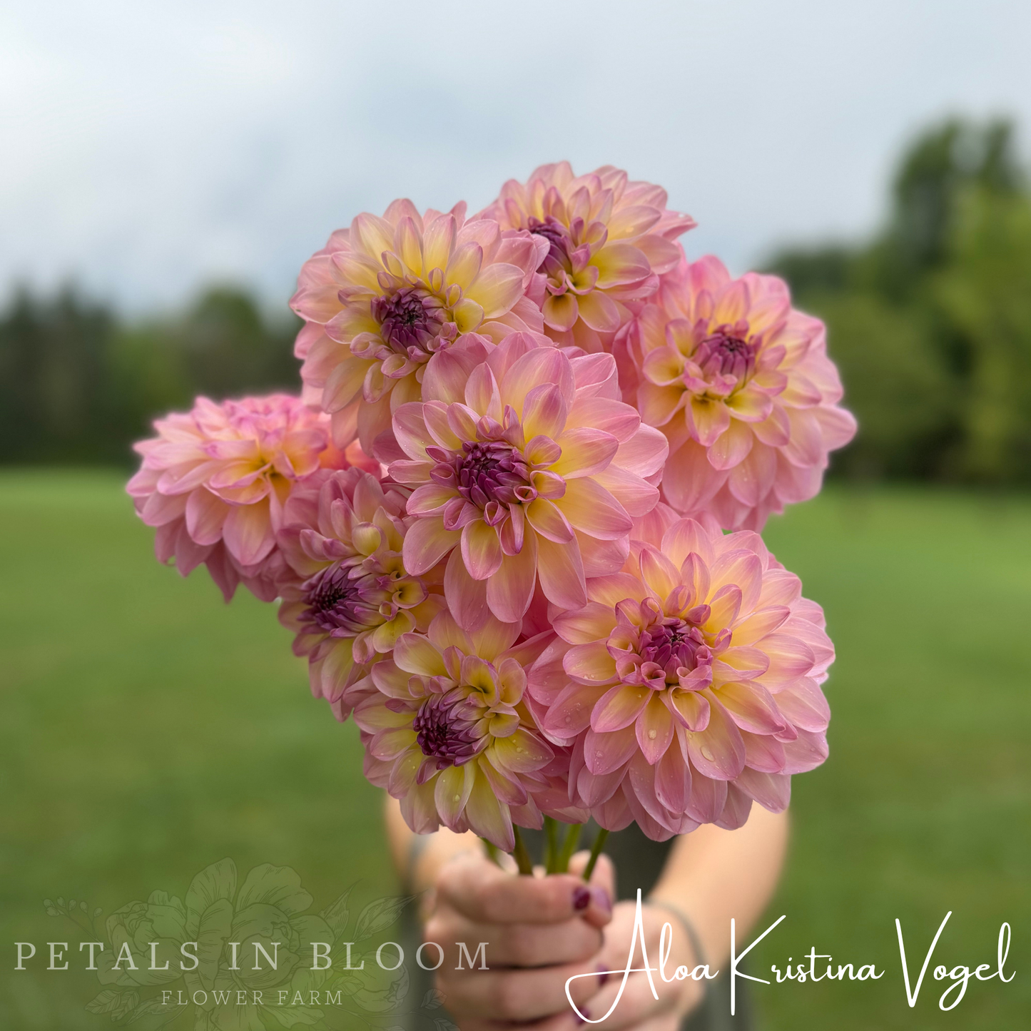 
                  
                    Aloa Kristina Vogel Dahlia Tuber
                  
                