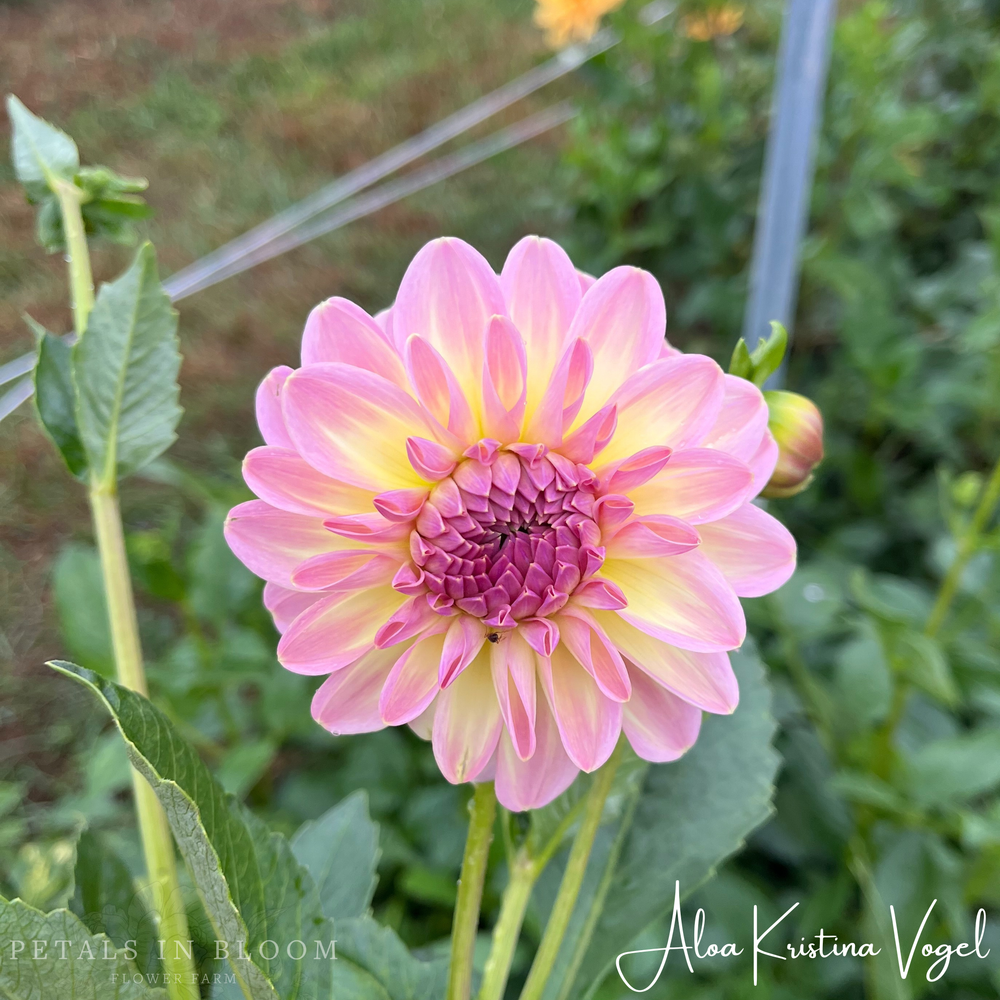 ⑩❣️蘭❣️Ｎｏ1813 ガラスナギット★ダイクロ ピンクパープル★12個 Aloa Kristina Vogel Dahlia Tuber – Petals In Bloom Flower Farm