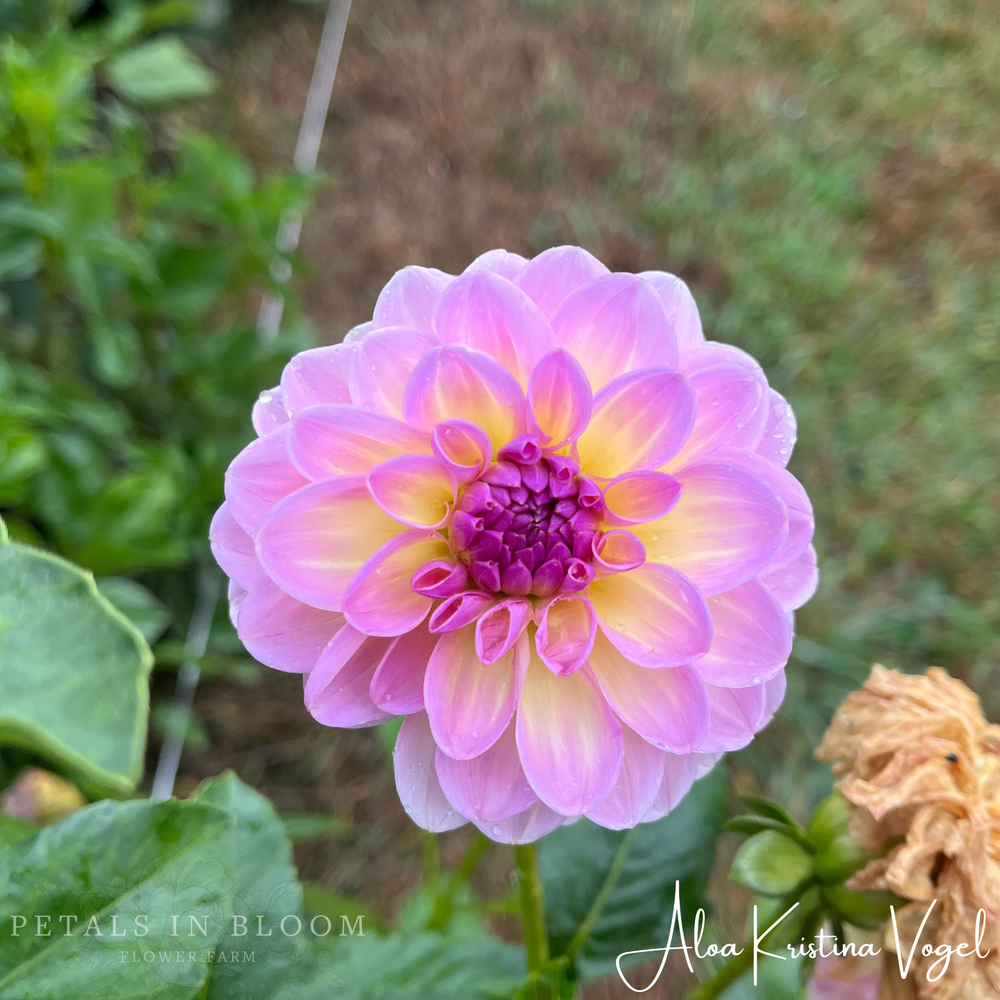Aloa Kristina Vogel Dahlia Tuber
