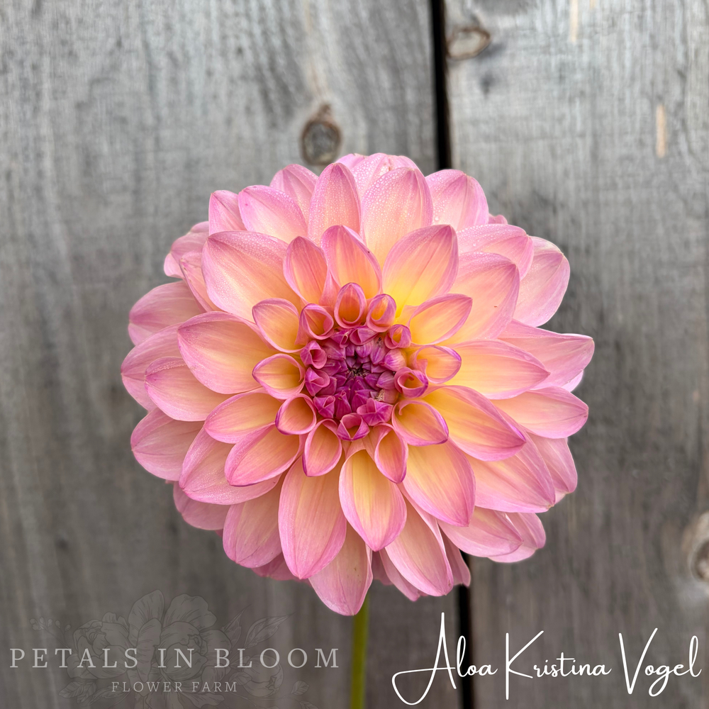 Aloa Kristina Vogel Dahlia Tuber – Petals In Bloom Flower Farm