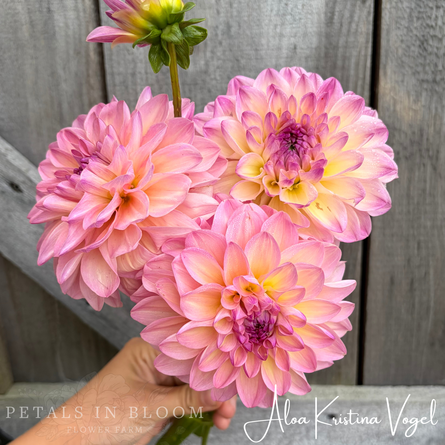 
                  
                    Aloa Kristina Vogel Dahlia Tuber
                  
                