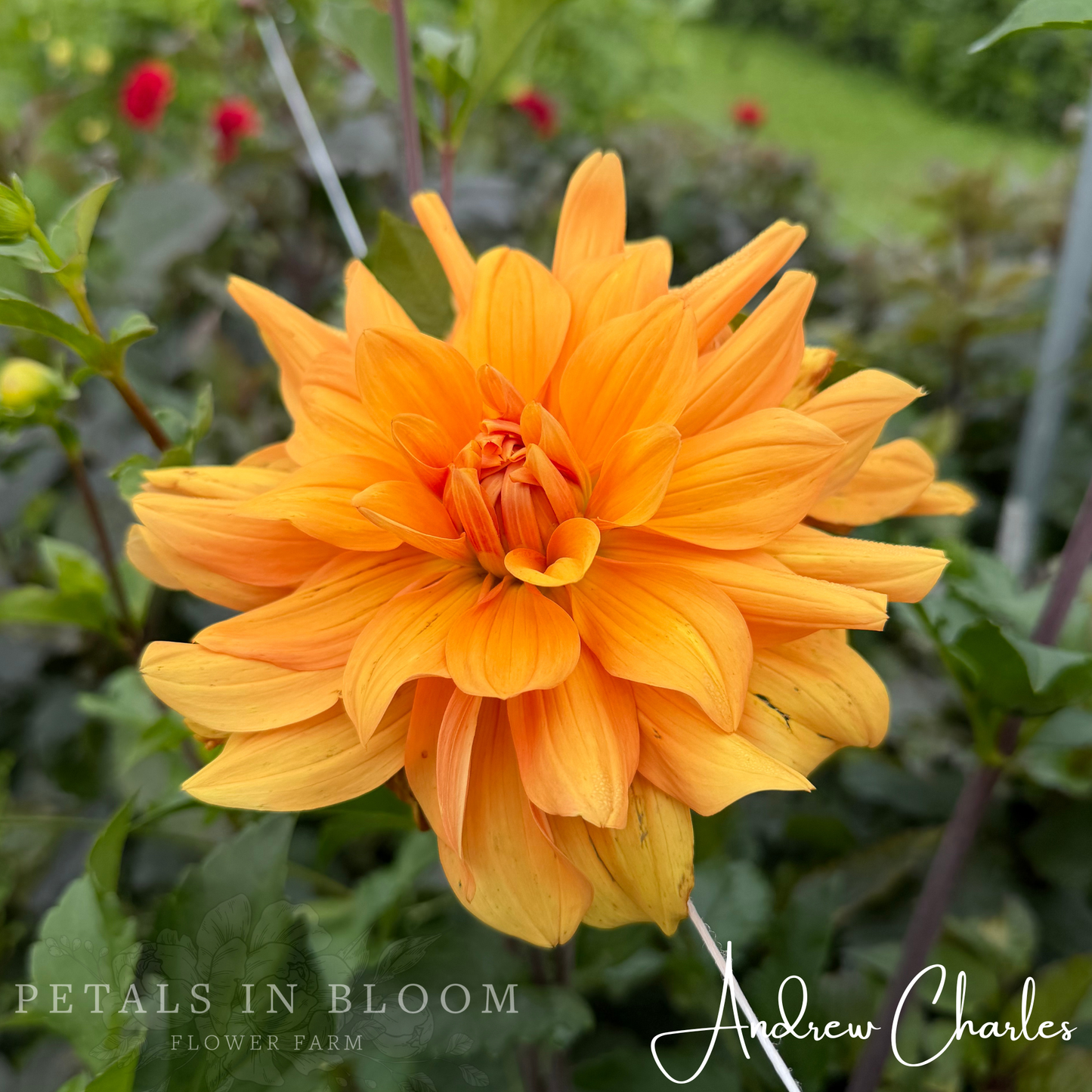 
                  
                    Andrew Charles Dahlia Tuber
                  
                