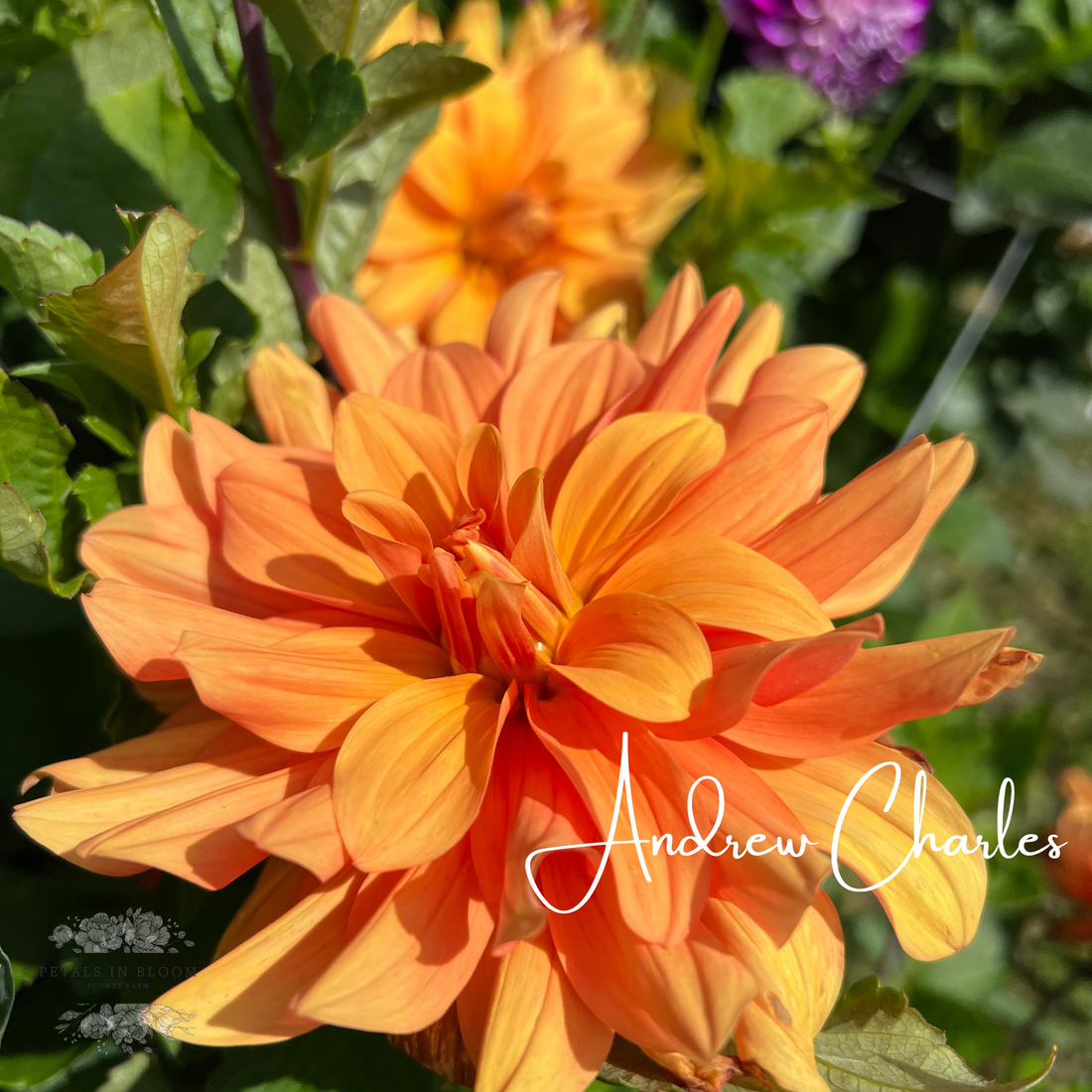 Dahlia Tubers – Petals In Bloom Flower Farm