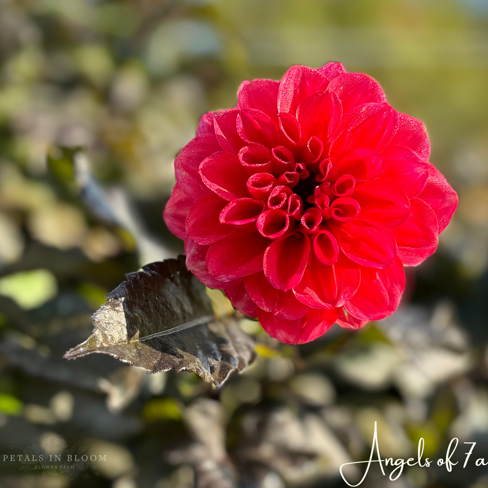 
                  
                    Angels of 7a Dahlia Tuber
                  
                