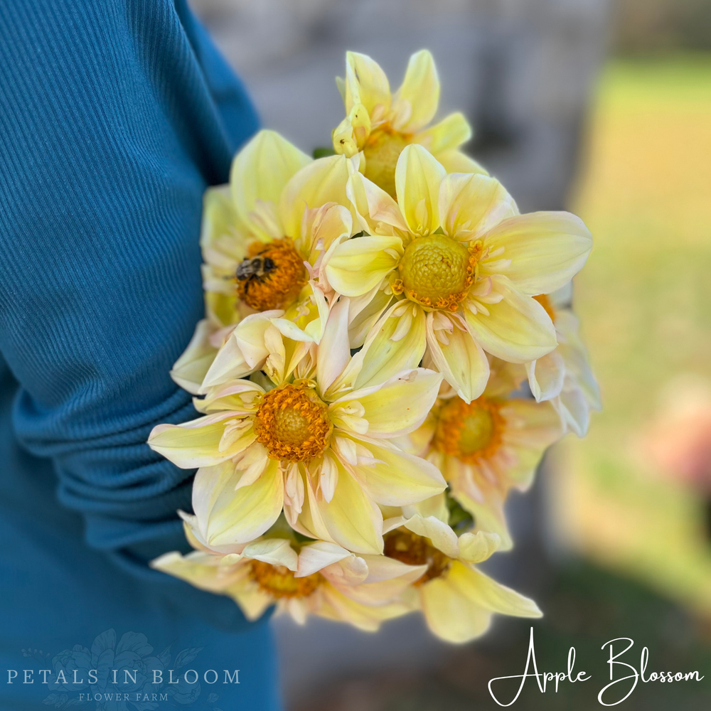 Apple Blossom Dahlia Tubers