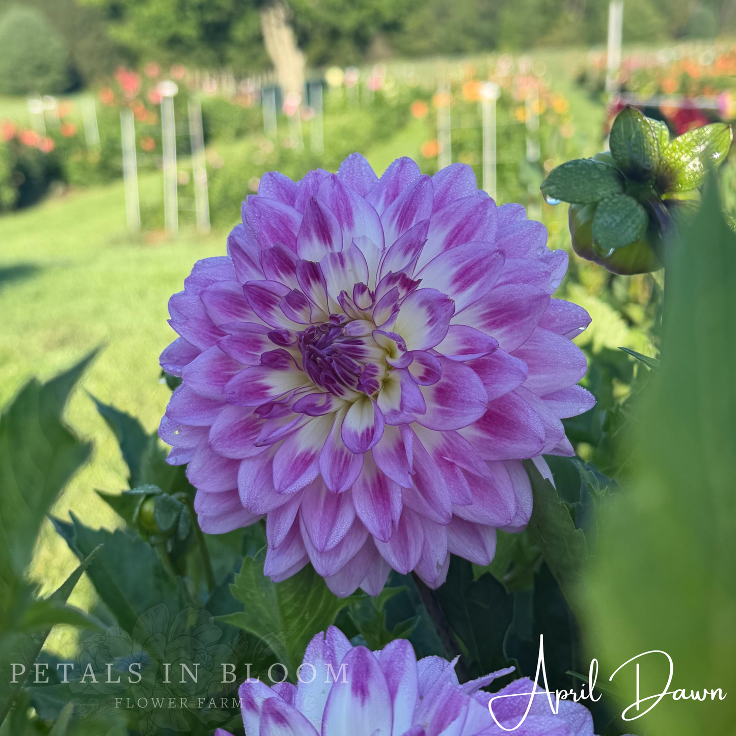 
                  
                    April Dawn Dahlia Tuber
                  
                