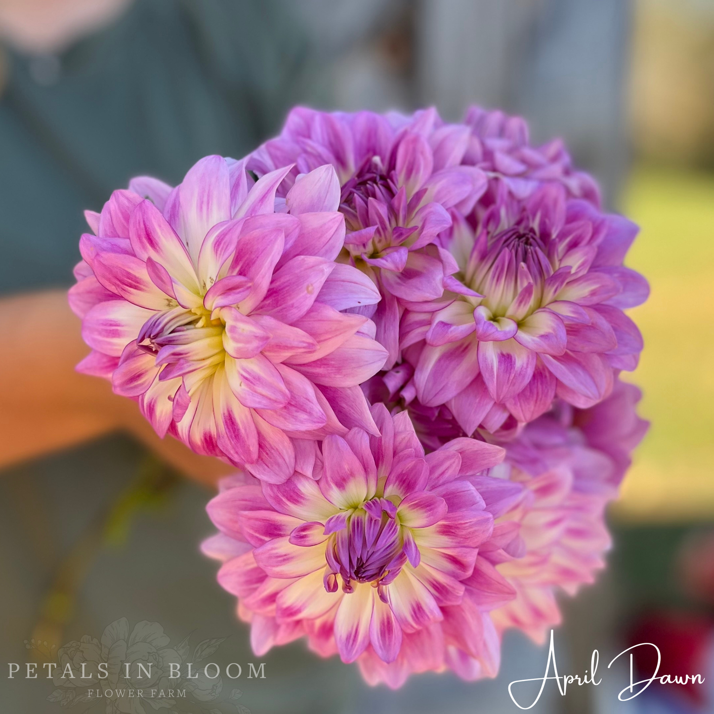 
                  
                    April Dawn Dahlia Tuber
                  
                