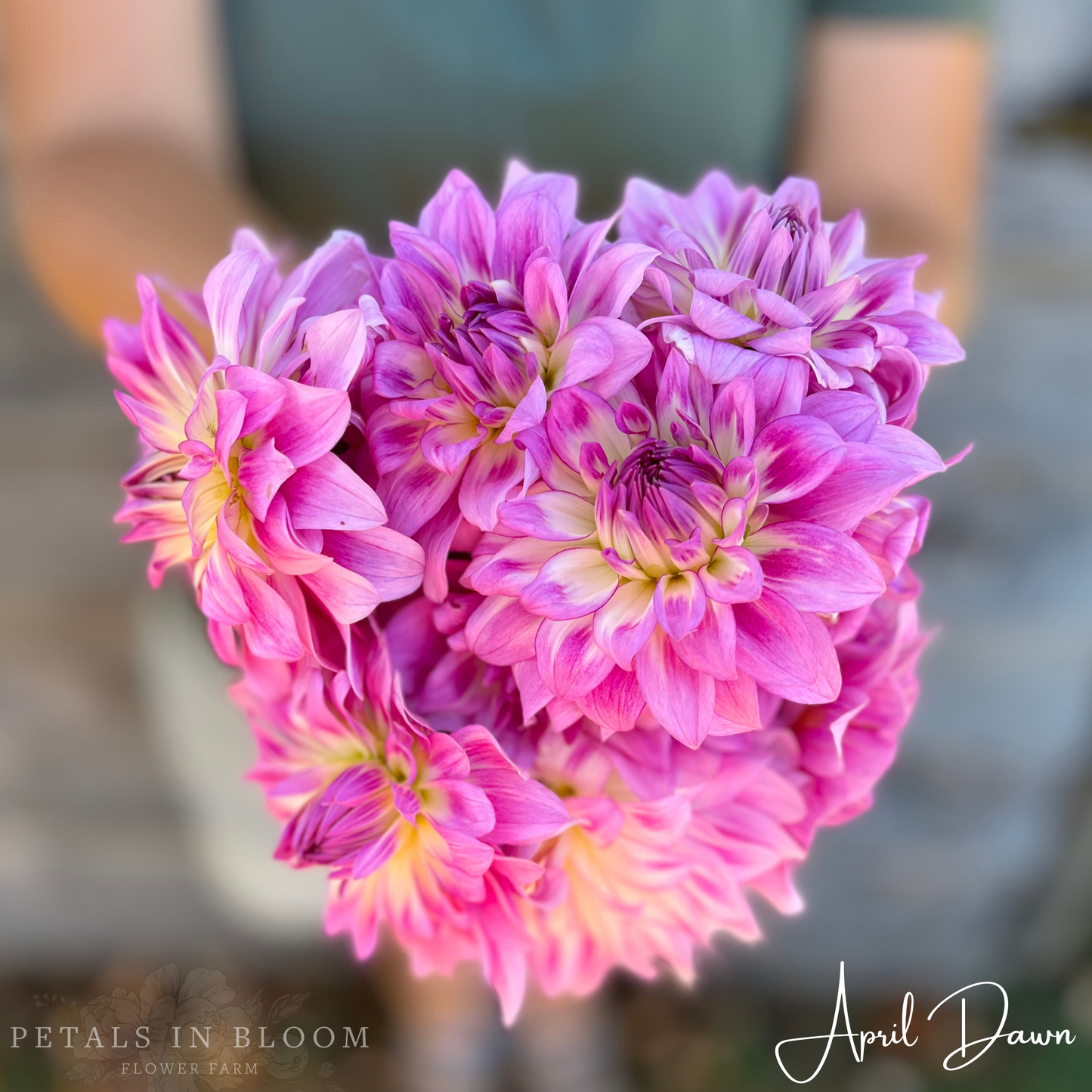 
                  
                    April Dawn Dahlia Tuber
                  
                