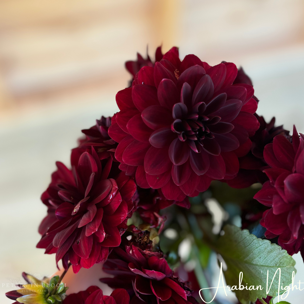 
                  
                    Arabian Night Dahlia Tuber
                  
                