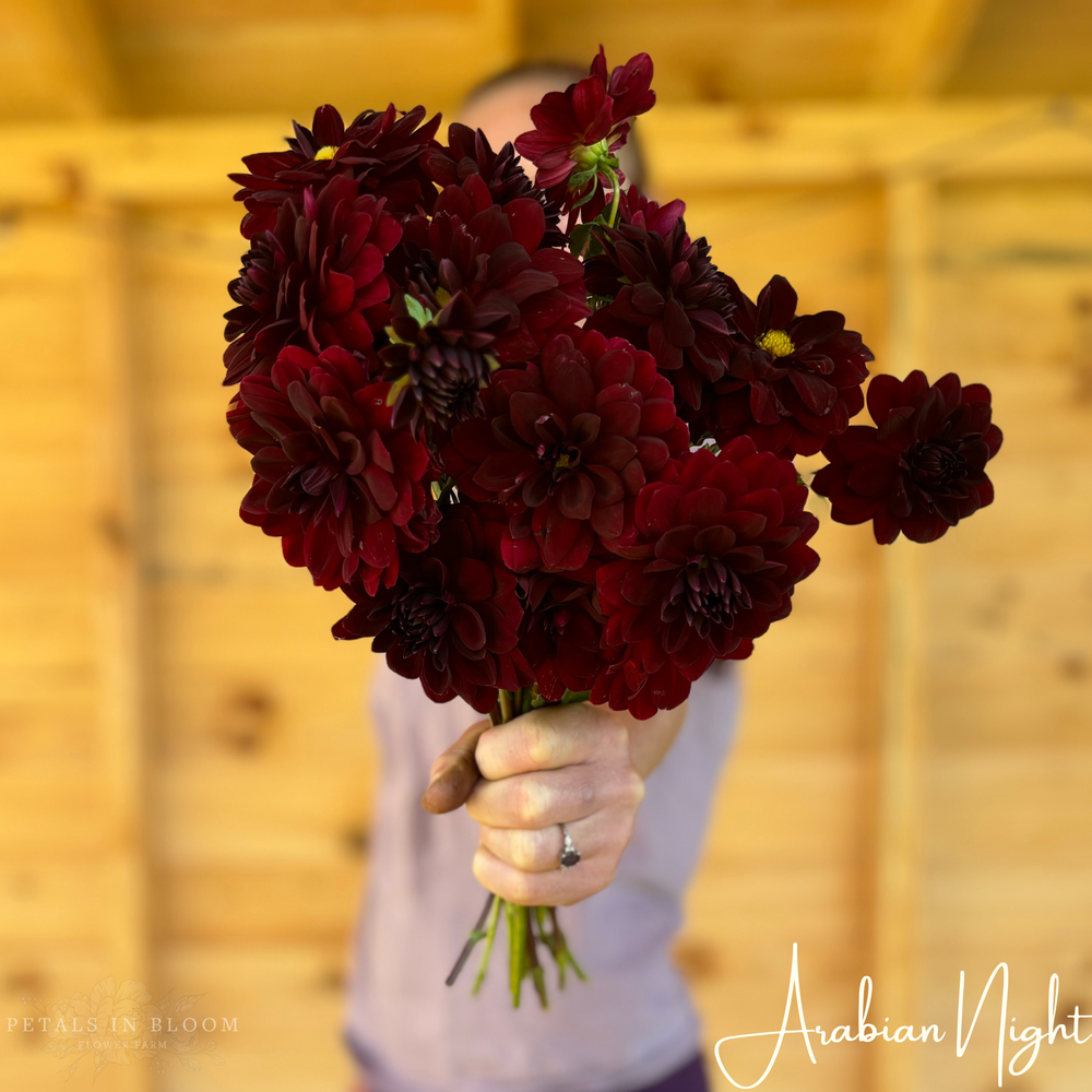 
                  
                    Arabian Night Dahlia Tuber
                  
                