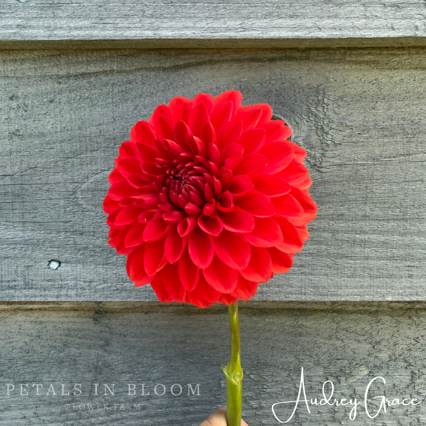 
                  
                    Audrey Grace Dahlia Tuber
                  
                