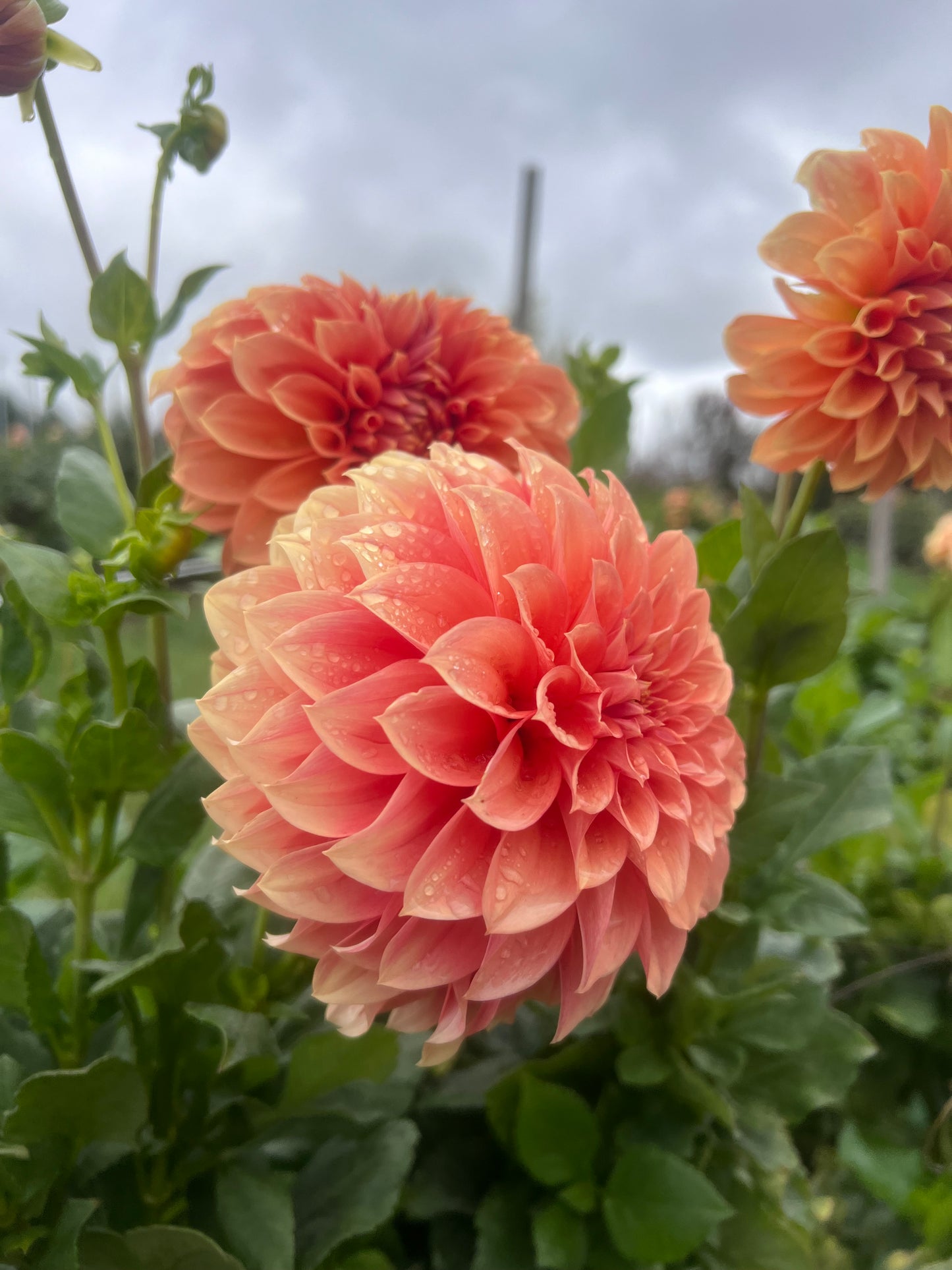 
                  
                    Bracken Palomino Dahlia Tubers
                  
                