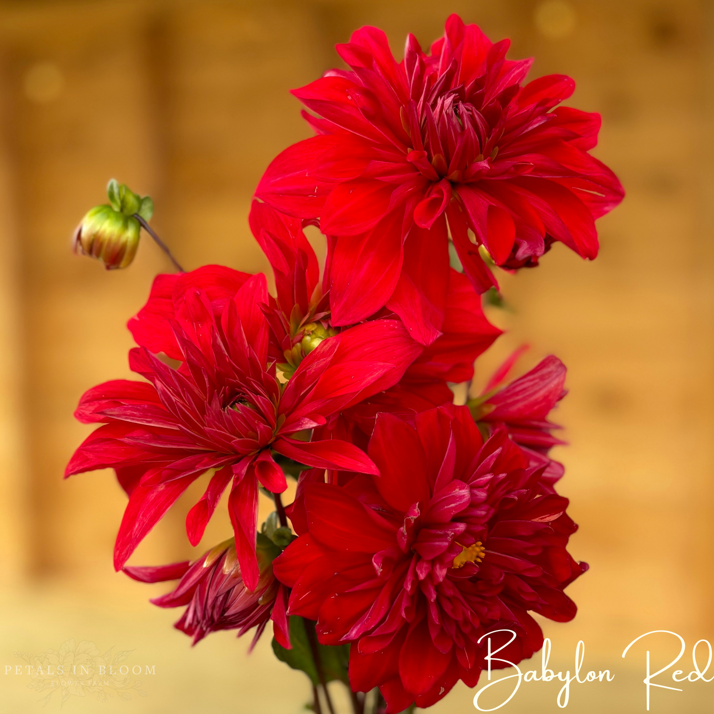 
                  
                    Babylon Red Dahlia Tubers
                  
                