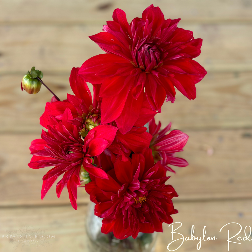 
                  
                    Babylon Red Dahlia Tubers
                  
                