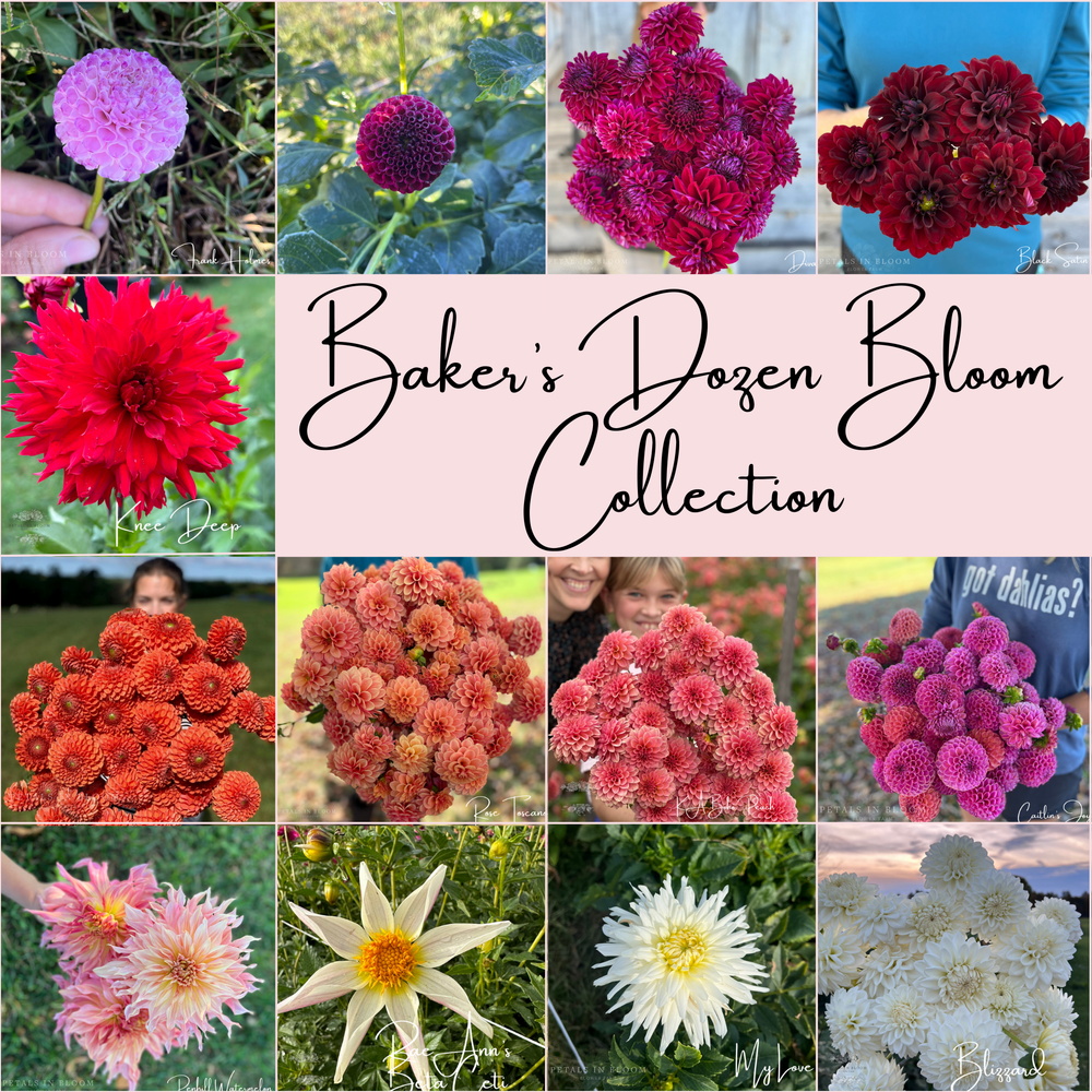 Baker's Dozen Bloom Collection