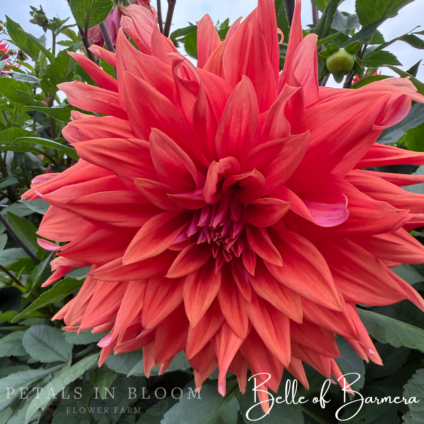 
                  
                    Belle of Barmera Dahlia Tubers
                  
                