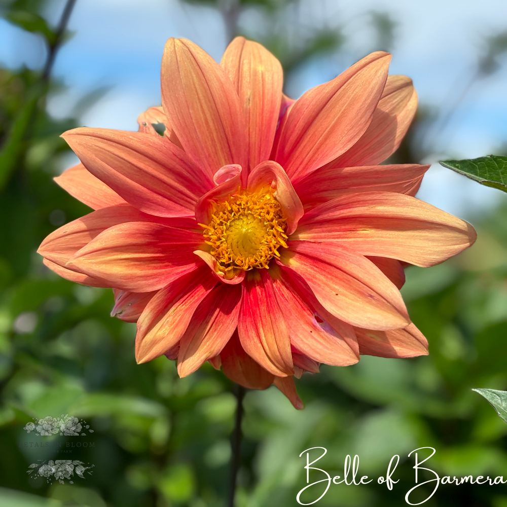 Dahlia Belle of Barmera