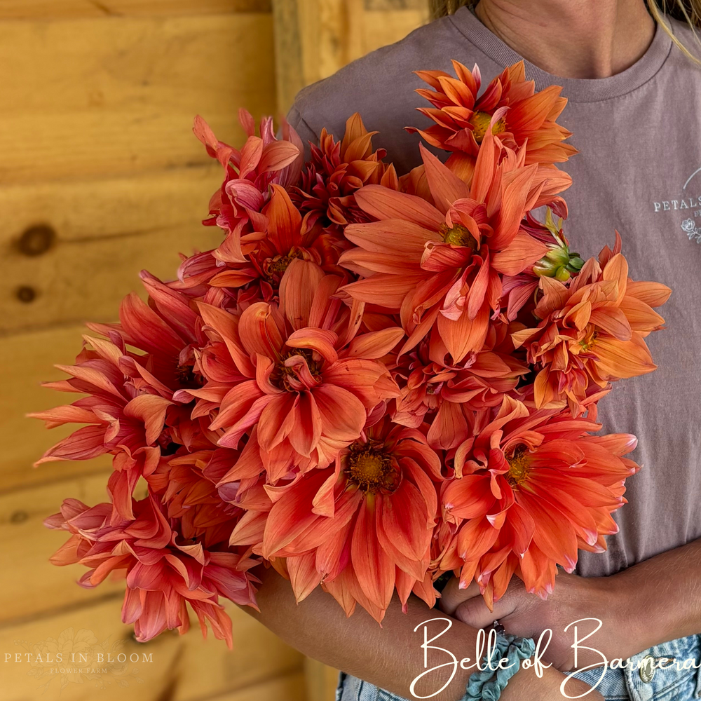 Belle of Barmera Dahlia Tubers – Petals In Bloom Flower Farm