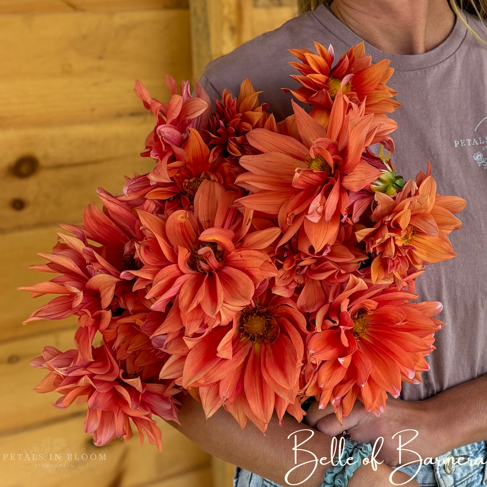 
                  
                    Belle of Barmera Dahlia Tubers
                  
                