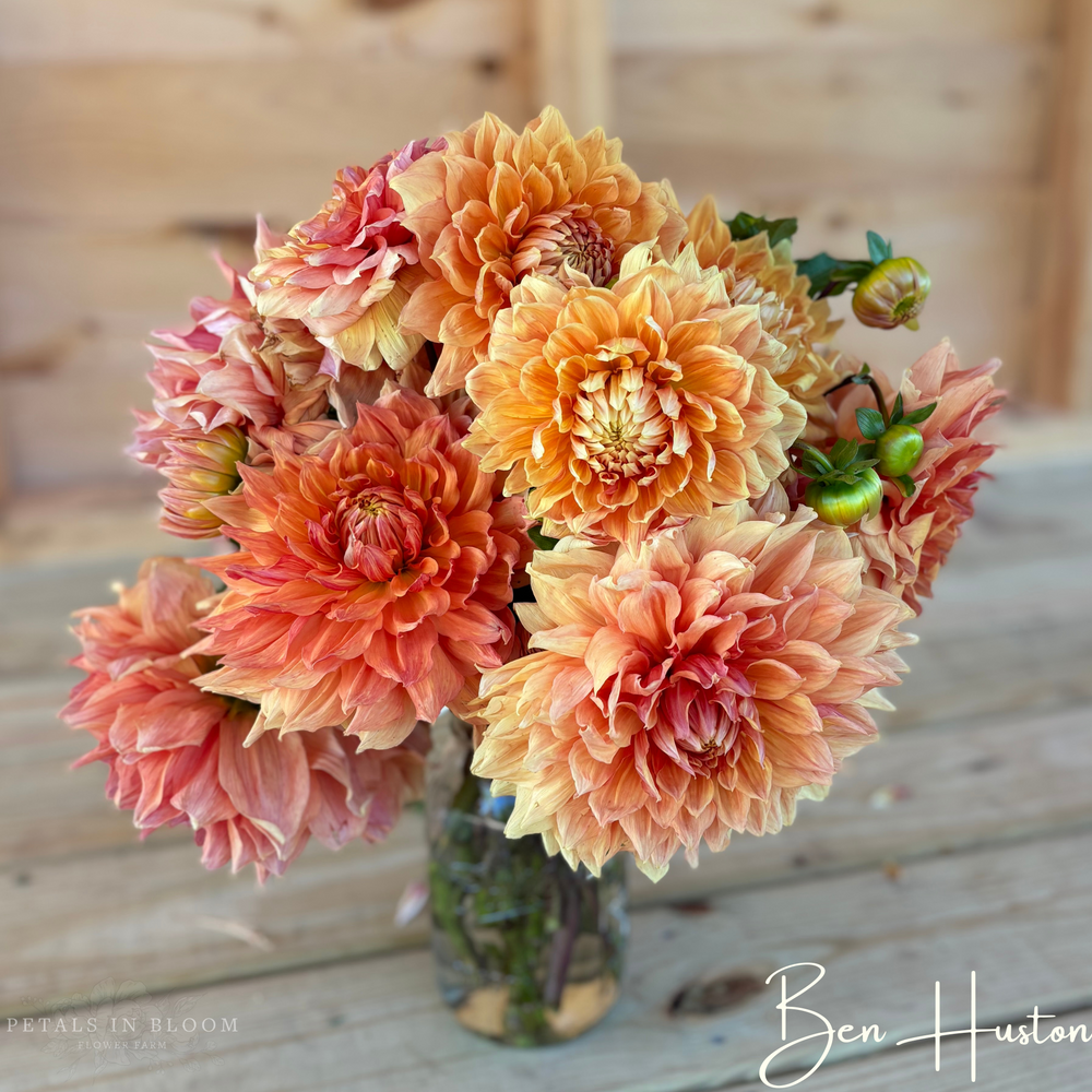 Ben Huston Dahlia Tubers