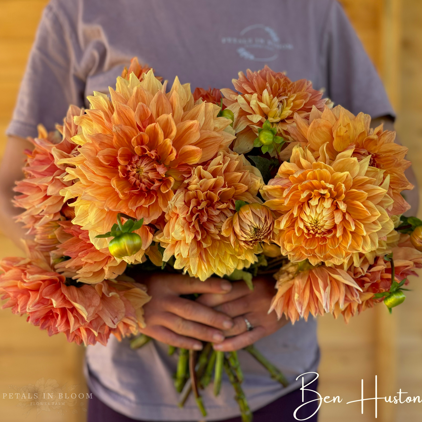 
                  
                    Ben Huston Dahlia Tubers
                  
                