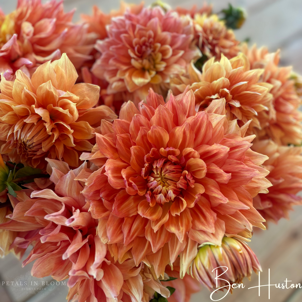 
                  
                    Ben Huston Dahlia Tubers
                  
                