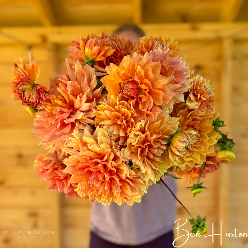 
                  
                    Ben Huston Dahlia Tubers
                  
                