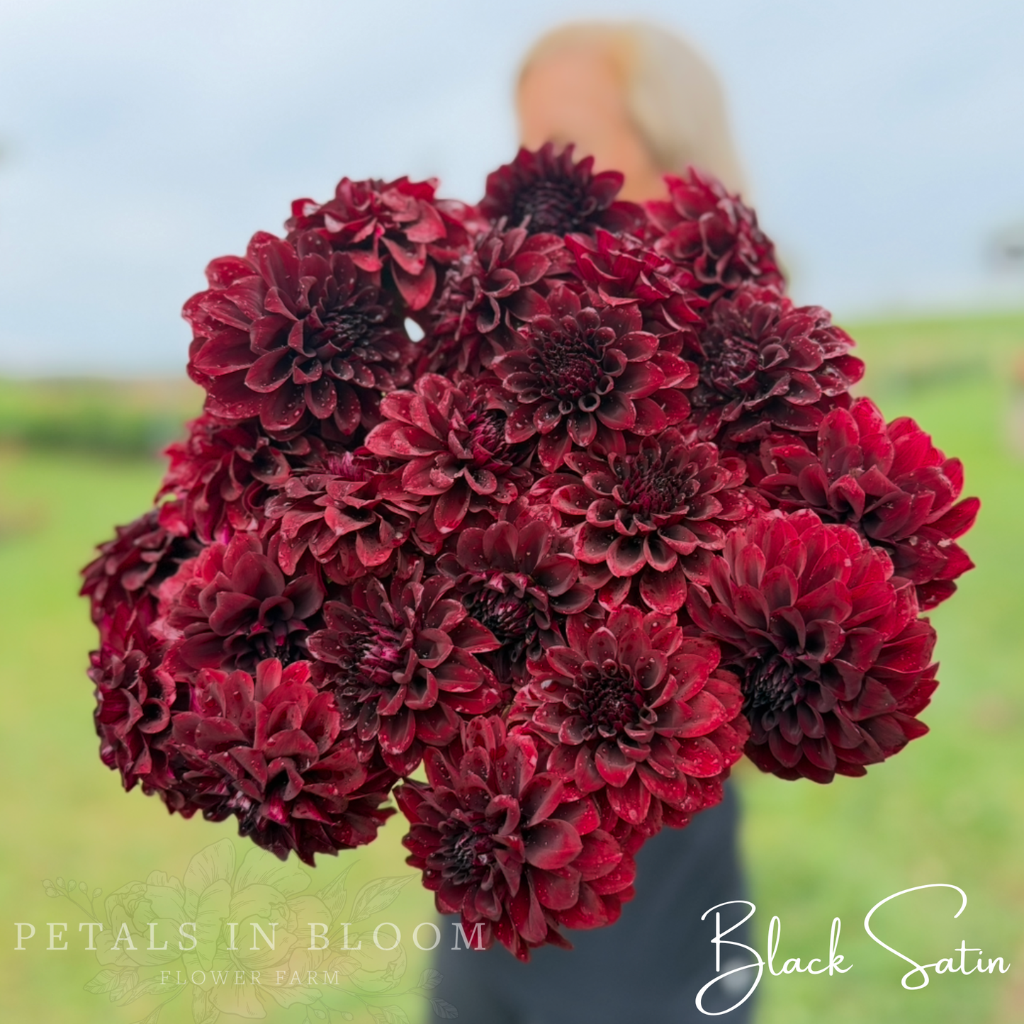 
                  
                    Black Satin Dahlia Tuber
                  
                