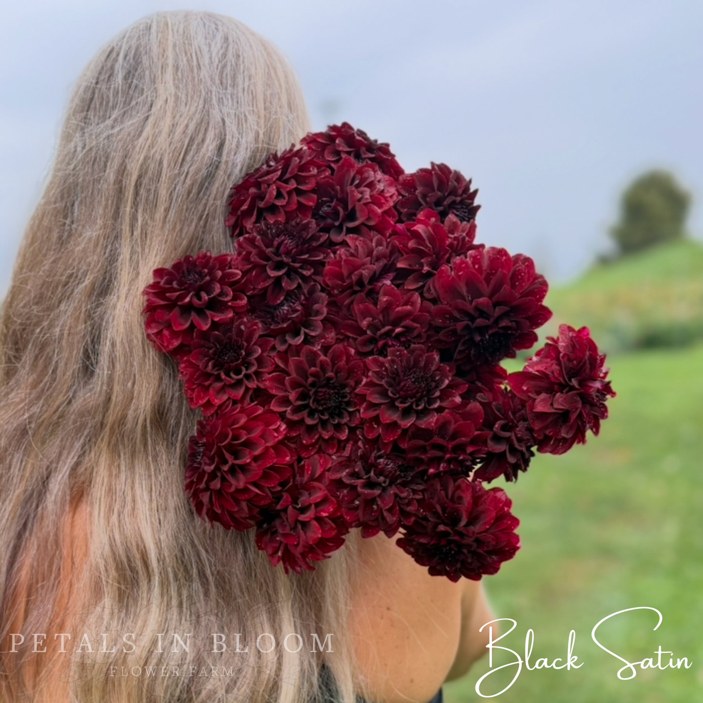 
                  
                    Black Satin Dahlia Tuber
                  
                