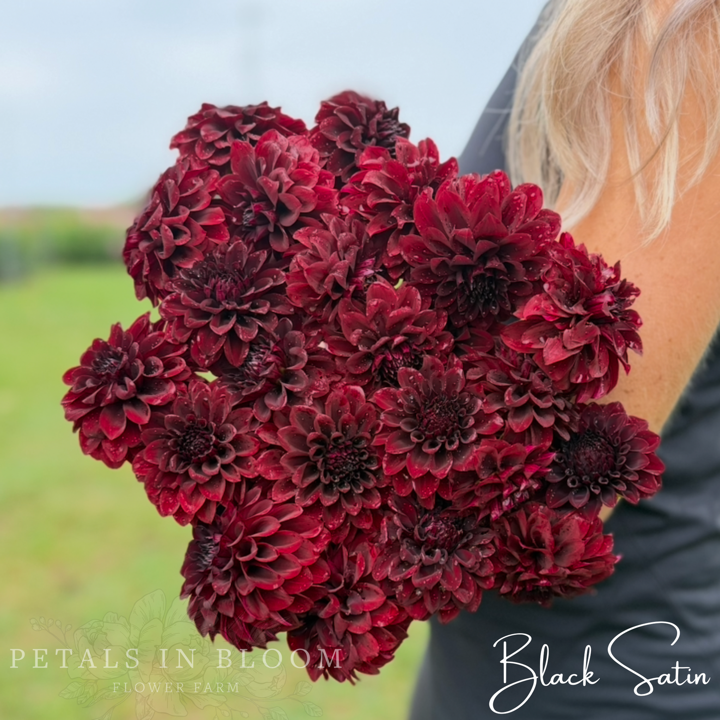 
                  
                    Black Satin Dahlia Tuber
                  
                