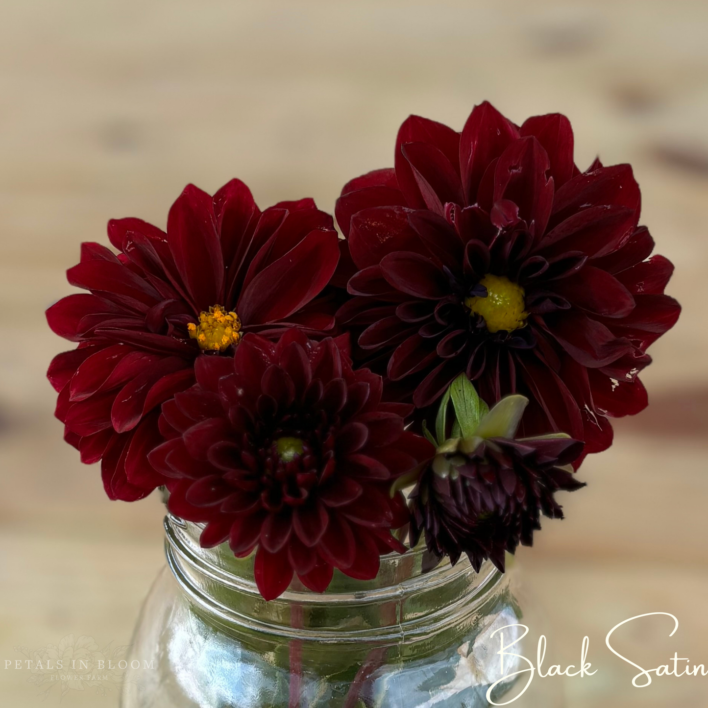 
                  
                    Black Satin Dahlia Tuber
                  
                