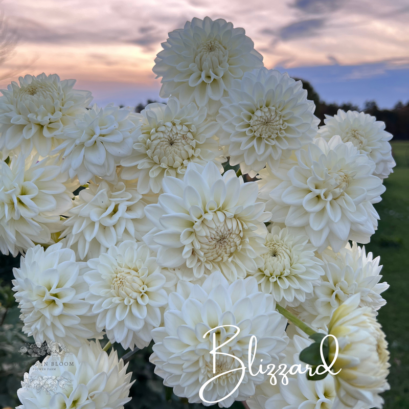 
                  
                    Baker's Dozen Bloom Collection
                  
                