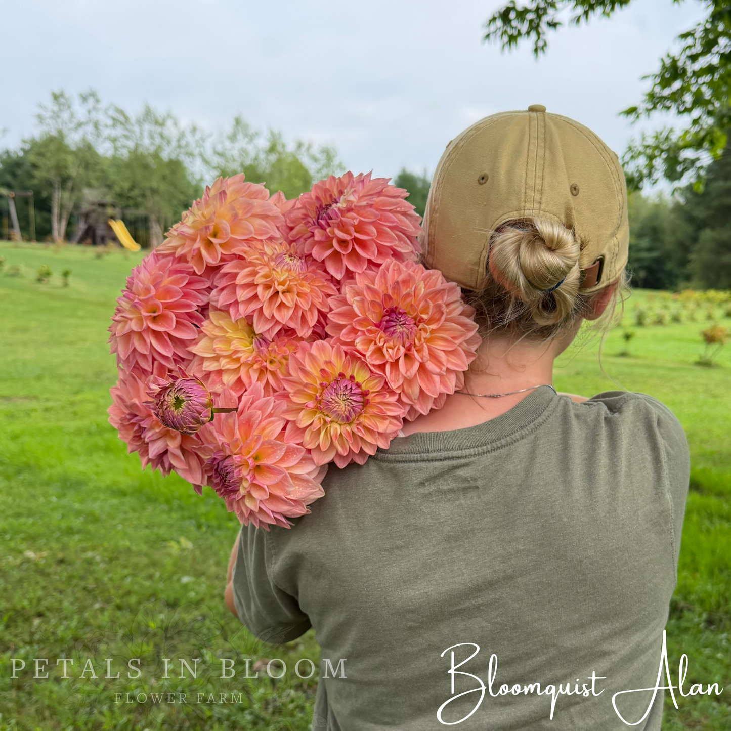 
                  
                    Bloomquist Alan Dahlia Tuber
                  
                