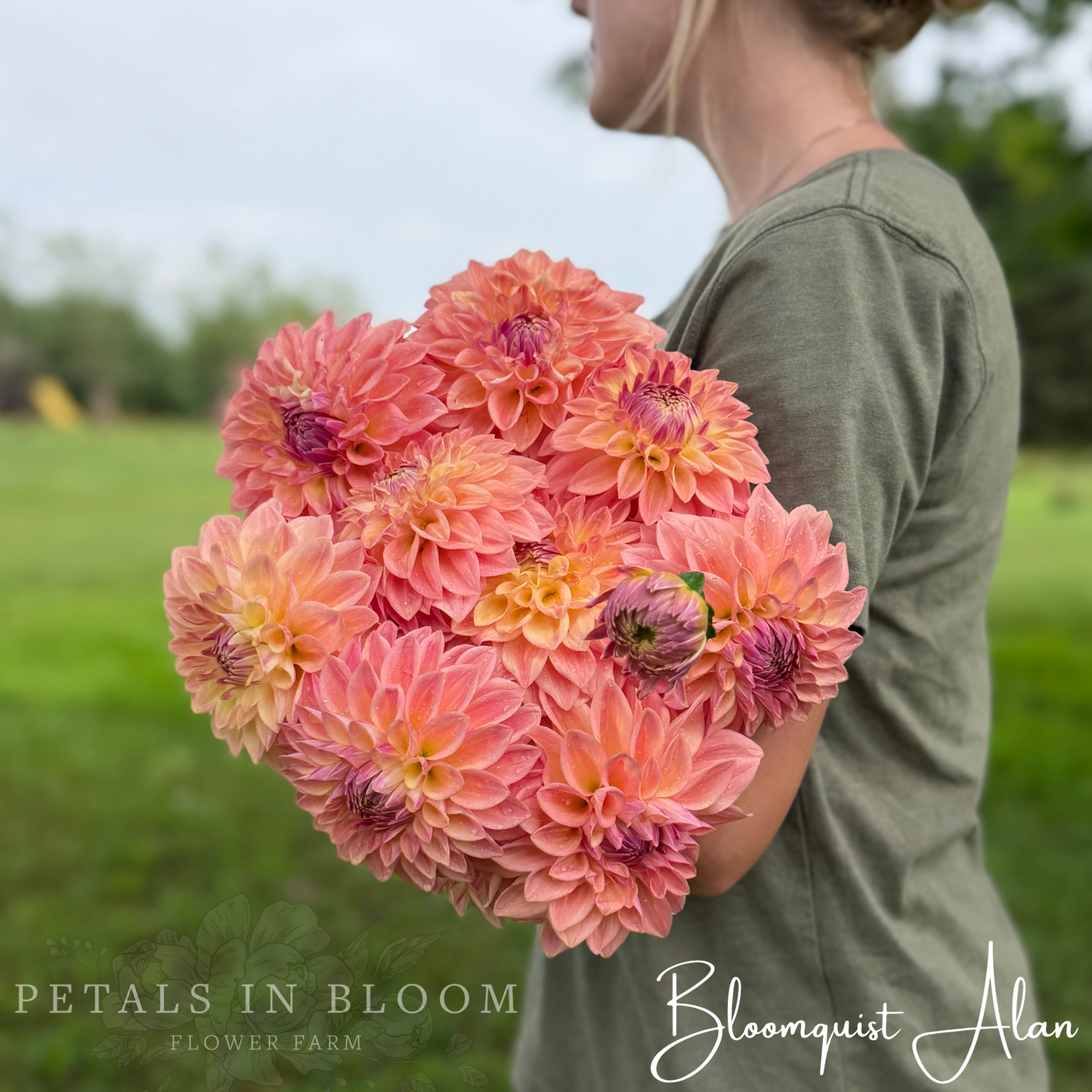 
                  
                    Bloomquist Alan Dahlia Tuber
                  
                