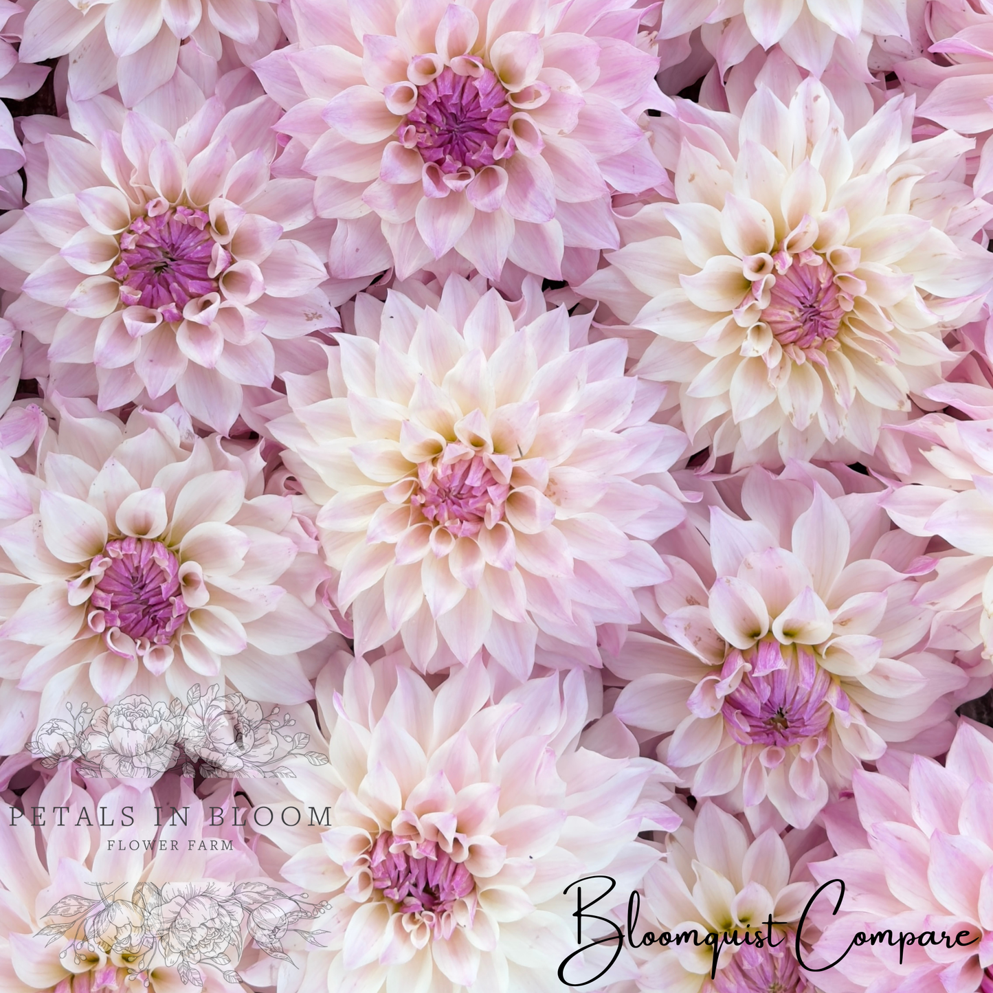 
                  
                    Bloomquist Compare Dahlia Tuber
                  
                