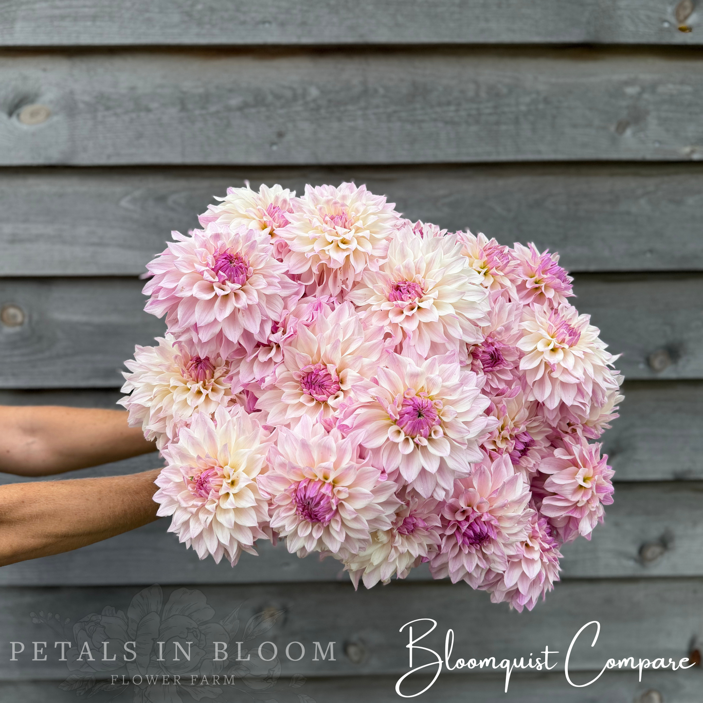 
                  
                    Bloomquist Compare Dahlia Tuber
                  
                
