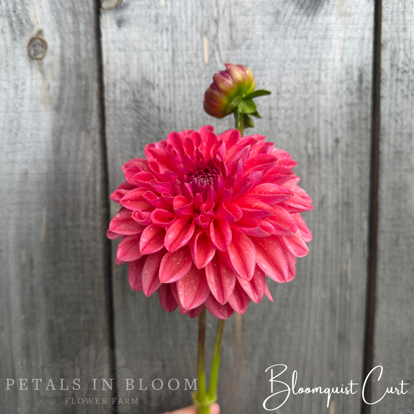 
                  
                    Bloomquist Curt Dahlia Tubers
                  
                