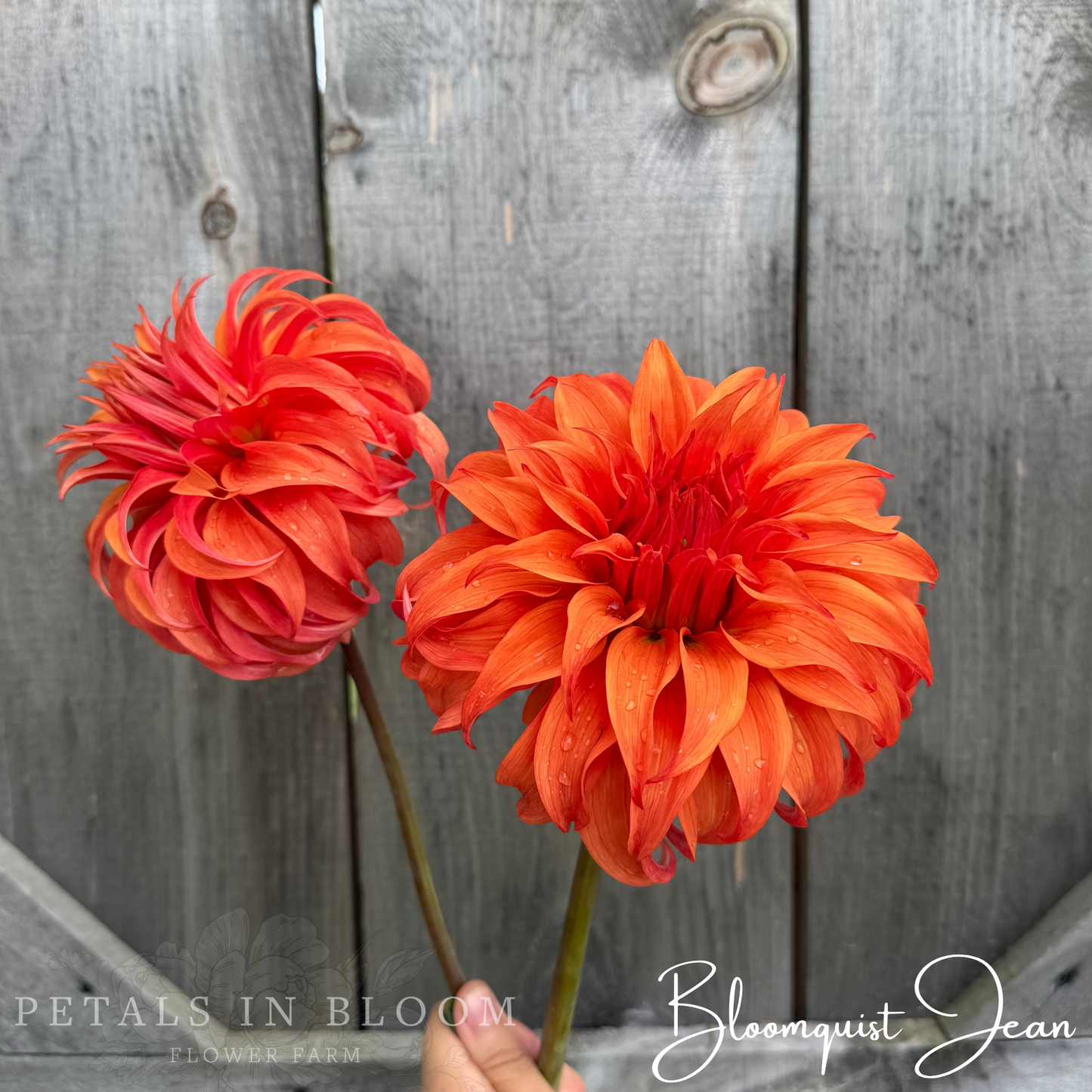 
                  
                    Bloomquist Jean Dahlia Tuber
                  
                