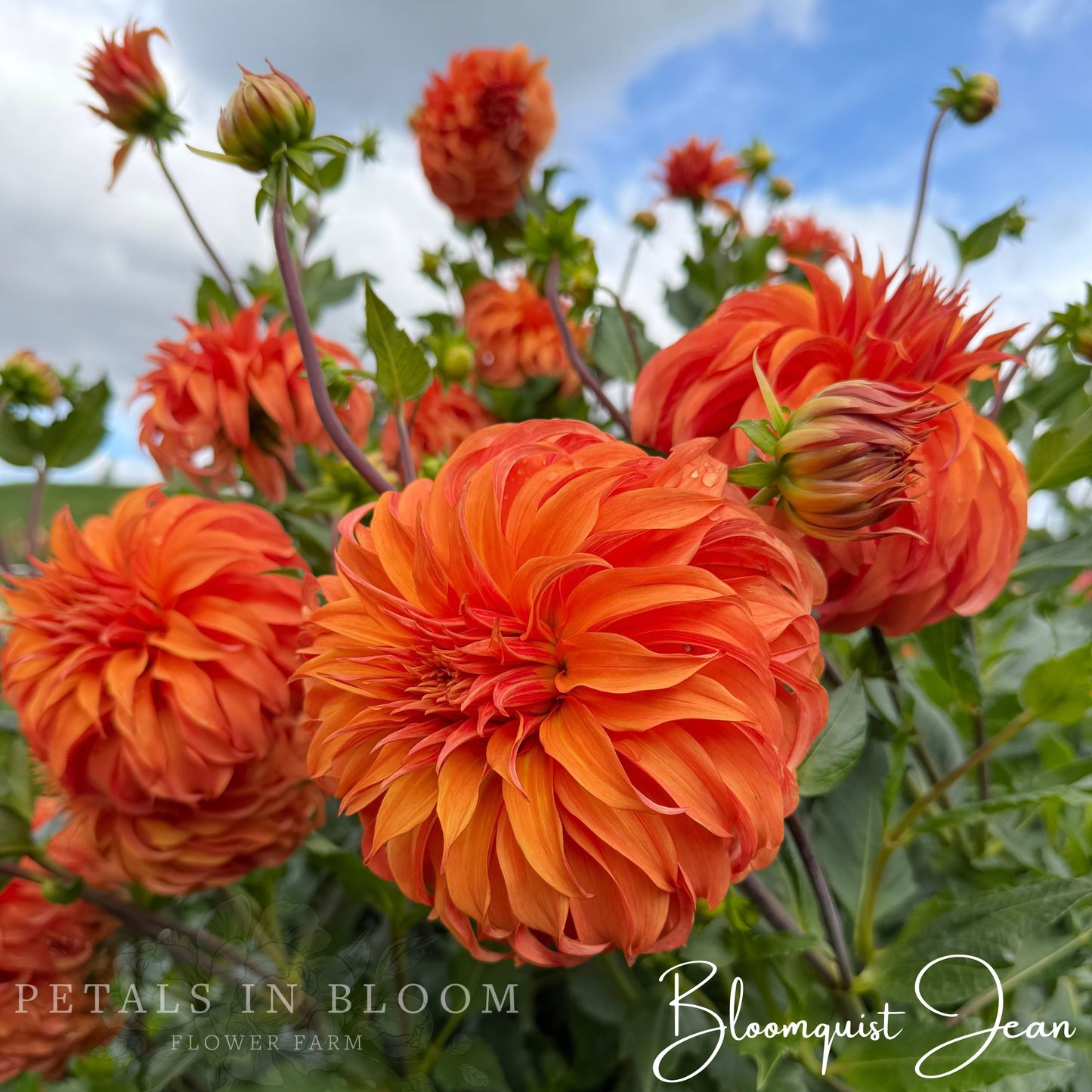 
                  
                    Bloomquist Jean Dahlia Tuber
                  
                