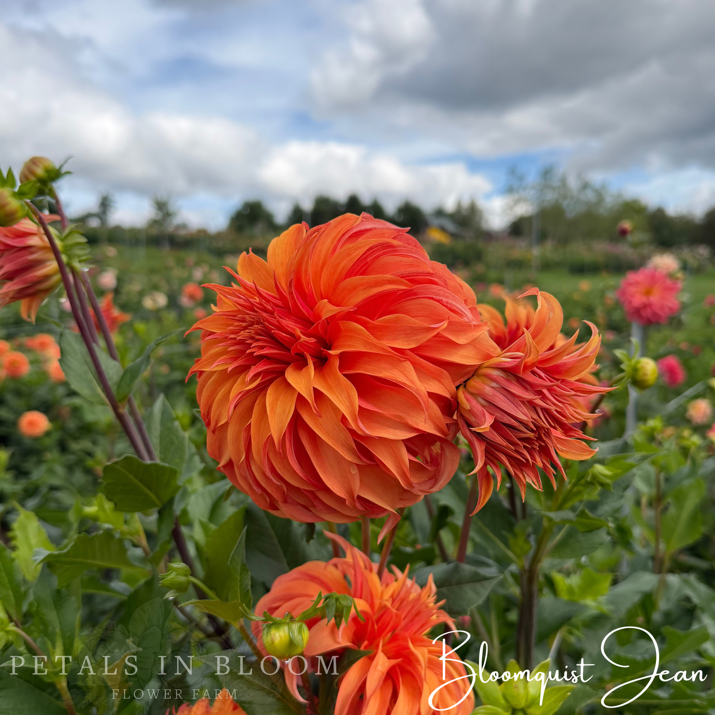 
                  
                    Bloomquist Jean Dahlia Tuber
                  
                