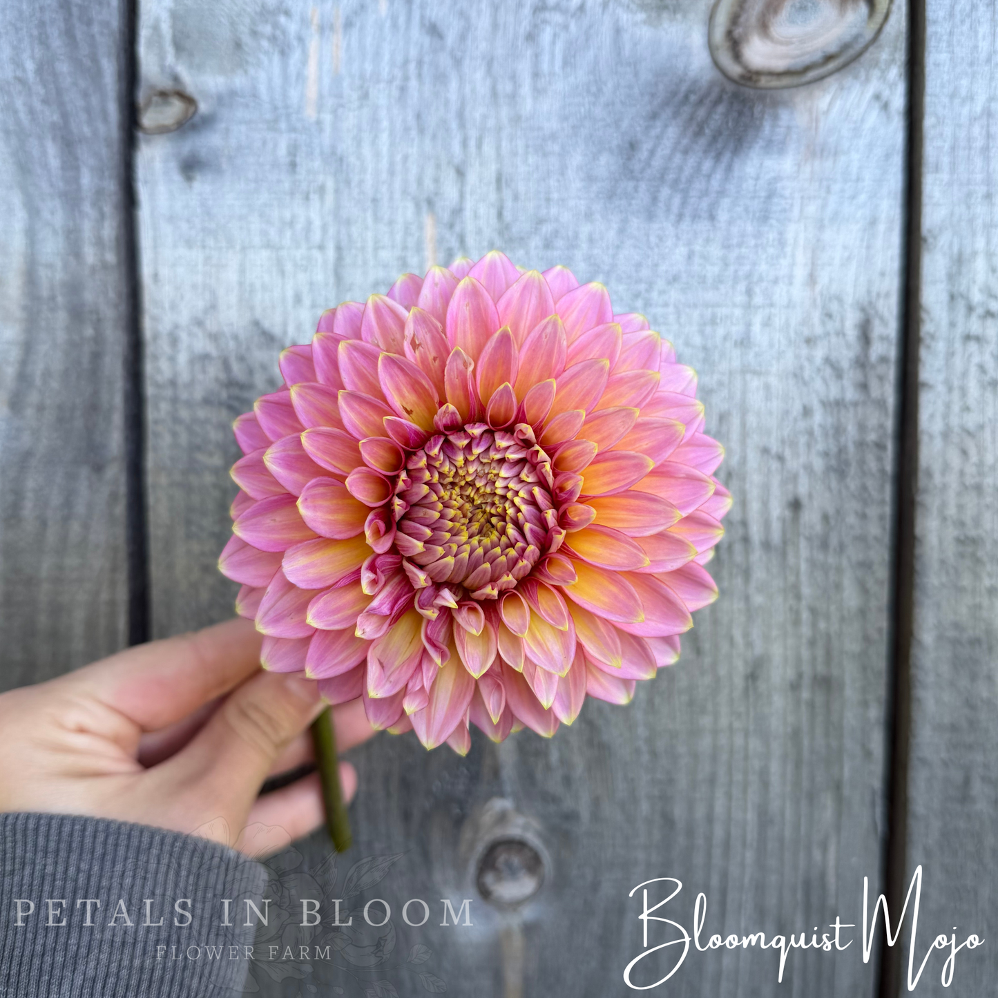 
                  
                    Bloomquist Mojo Dahlia Tuber
                  
                